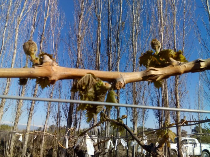 En el agro se registra el invierno más frío de los últimos cinco años