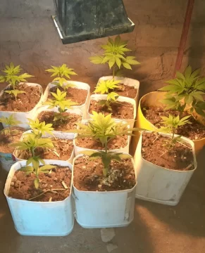 Hallan 19 plantas de marihuana