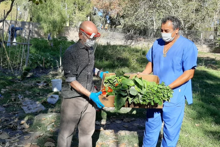 Abuelos cosecharon las primeras verduras de la huerta, que ya donaron