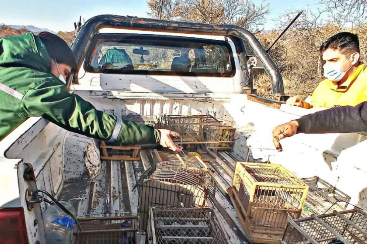 En Ambiente preocupa que continúa subiendo la captura y venta ilegal de aves