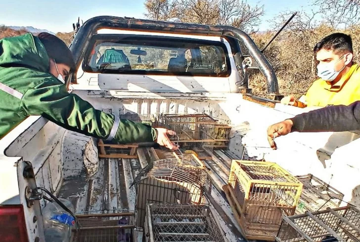 En Ambiente preocupa que continúa subiendo la captura y venta ilegal de aves