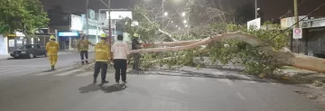 Trabajaron hasta 5 horas para levantar las ramas y árboles que tiró el ventarrón