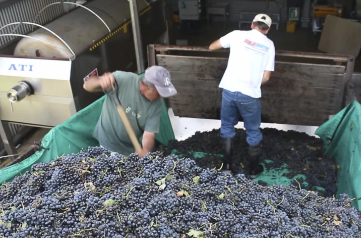 Por la merma se triplica el número de bodegas de Mendoza que buscan uva