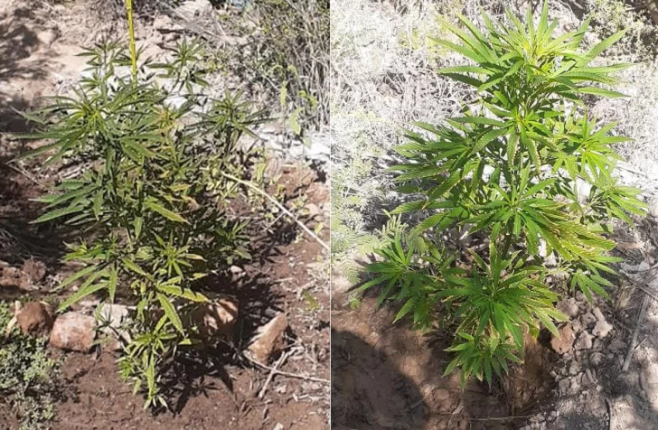 Hallan plantas de marihuana en un lote