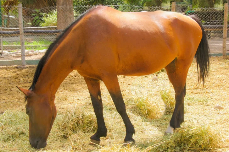 Increíble recuperación de las yeguas que llegaron maltratadas al Faunístico