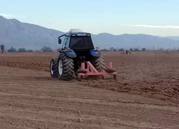 Con un dólar alto y consumo en alza este año se plantarán más tomates