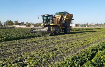 Por la abundancia de agua creció el 30% la compra de tierras en el Médano