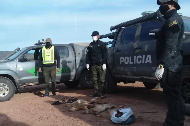 Cazadores caen por matar liebres con 20 perros