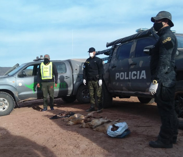 Cazadores caen por matar liebres con 20 perros