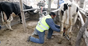 Les donaron vacas e hicieron un tambo para ayudar a merenderos de San Martín