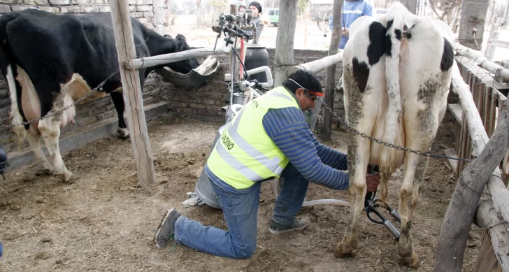 Les donaron vacas e hicieron un tambo para ayudar a merenderos de San Martín