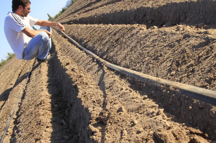 Entidades de productores piden al Gobierno flexibilizar los créditos para riego por goteo