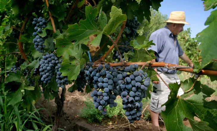 Viñateros anticipan más demanda de vinos por los problemas climáticos