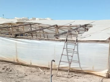 El viento Zonda afectó invernaderos y salen a relevar la magnitud del daño