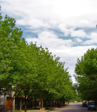 Colocarán árboles nuevos en casi cuatro kilómetros de vía pública cerca del centro