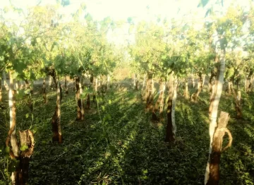 Viñedos en jaque: en dos meses y medio hubo seis accidentes climáticos