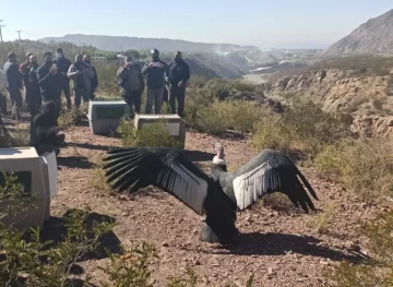 El Faunístico tendrá un centro para cuidar cóndores, sin contacto con los humanos