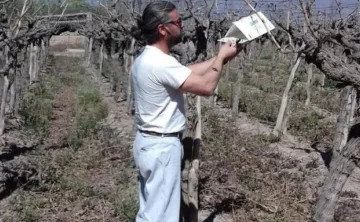 Malestar viñatero porque una plaga hizo caer las ventas de uva en fresco