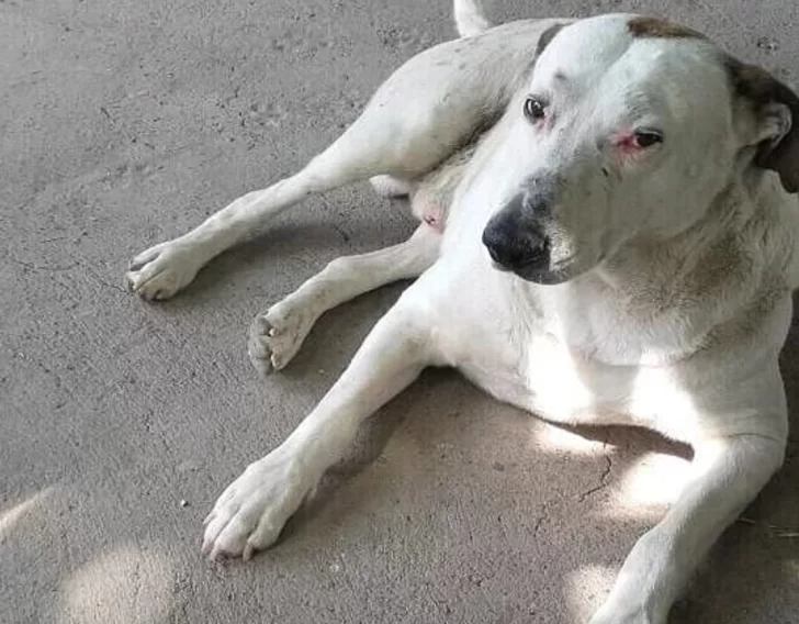 Un barrio conmocionado por un vecino que sorpresivamente mató a un perro