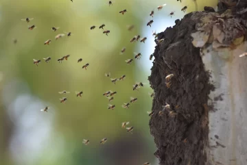 Gran despliegue municipal para retirar un panal de abejas de la plaza 25 de Mayo