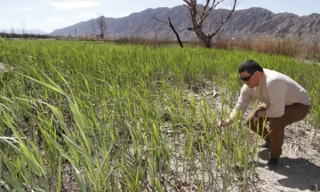 El Parque Sarmiento ya recuperó un 60% de la vegetación de los humedales