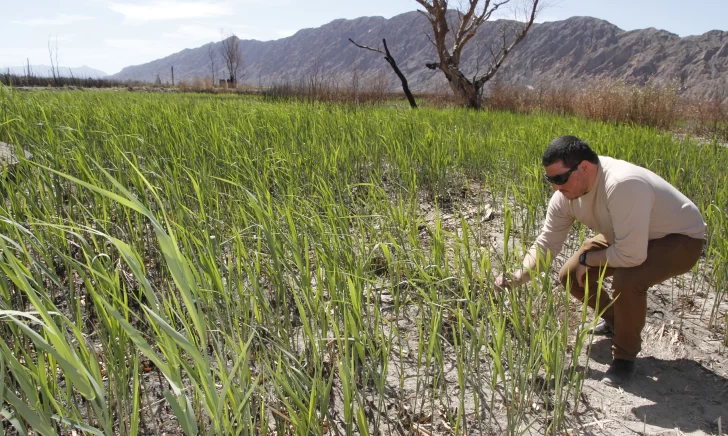 El Parque Sarmiento ya recuperó un 60% de la vegetación de los humedales