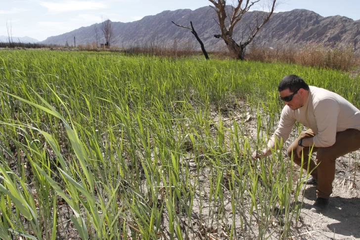 El Parque Sarmiento ya recuperó un 60% de la vegetación de los humedales