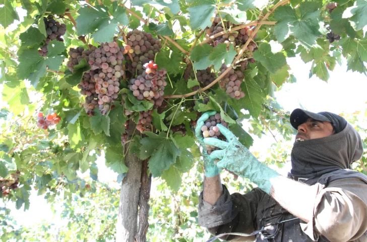 Cierran aumento del 40% para los trabajadores vitivinícolas