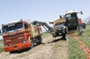 El kilo de tomates al productor ya subió este año 54%, y repuntó el rendimiento