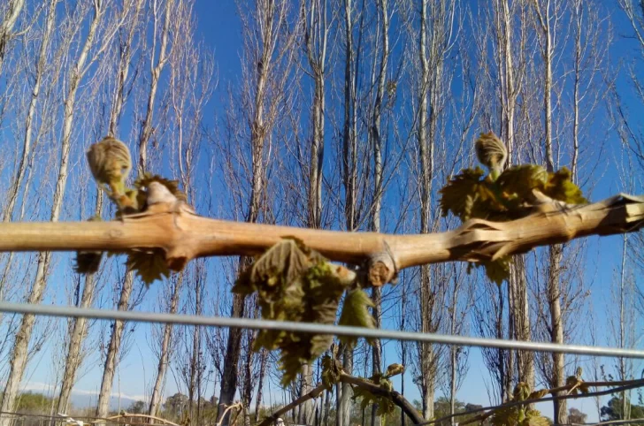 Creció un 25% el fondo oficial destinado a cubrir los daños en el agro sanjuanino