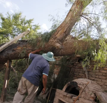 Se llevaron un gran susto por un árbol que les cayó en el techo