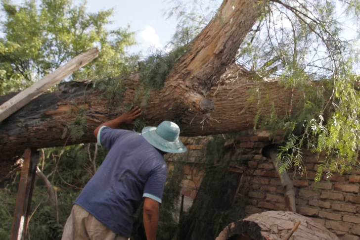 Se llevaron un gran susto por un árbol que les cayó en el techo