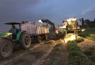 La superficie tomatera no se achica pero tampoco levanta rendimientos