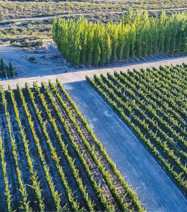 Bodegas admiten que no sacan provecho a un sistema que beneficia