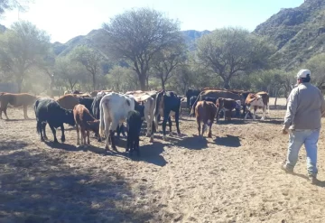 Los ganaderos piden forrajes, represas y más perforaciones para afrontar la sequía