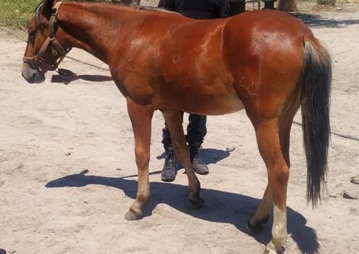 Roban un caballo y cae uno