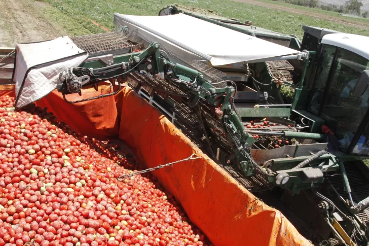 Evalúan hacer en noviembre la cumbre del tomate, con inscriptos de 30 países
