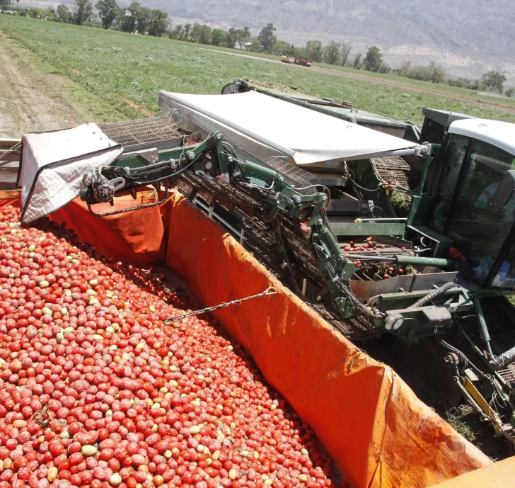 Evalúan hacer en noviembre la cumbre del tomate, con inscriptos de 30 países