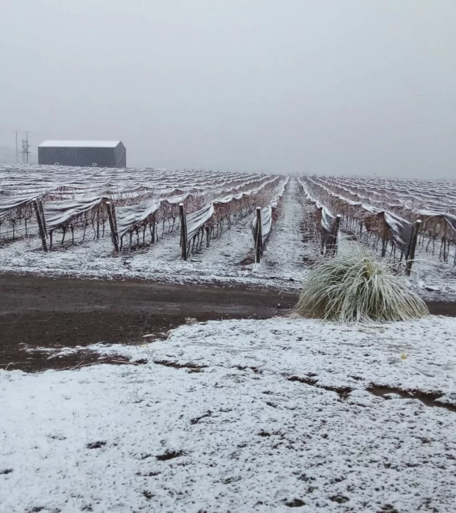 Agro: mejoró el registro de horas frío pero siguen por debajo del 2020