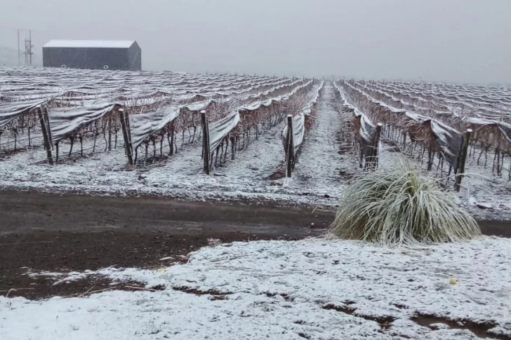 Agro: mejoró el registro de horas frío pero siguen por debajo del 2020