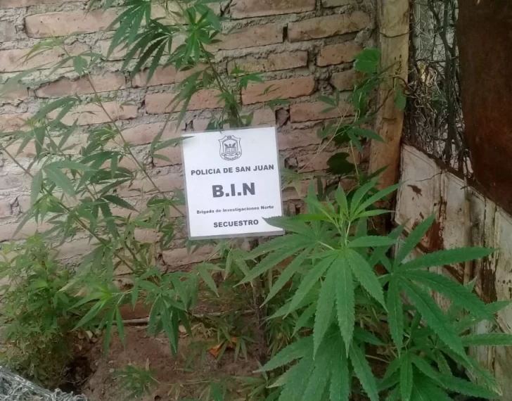 Dan con 3 plantas de marihuana