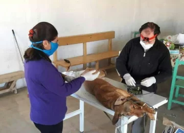 Esterilizaciones de mascotas: 15 comunas harán más y el resto empezará a hacerlas