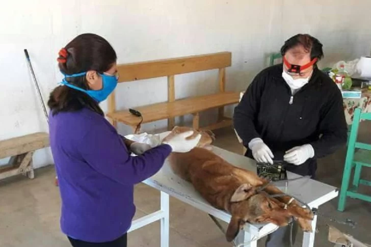 Esterilizaciones de mascotas: 15 comunas harán más y el resto empezará a hacerlas