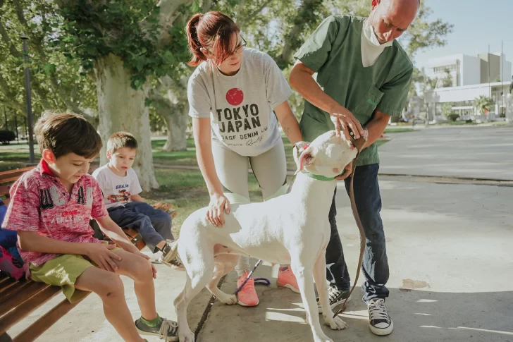 Por primera vez definen características para identificar a los perros peligrosos