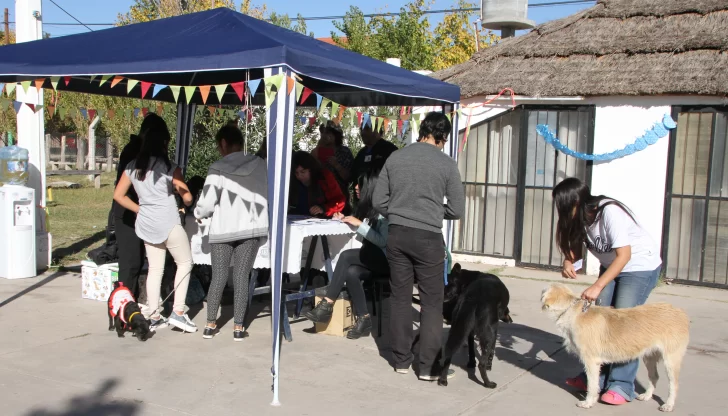 Vacunaron más de un perro por minuto