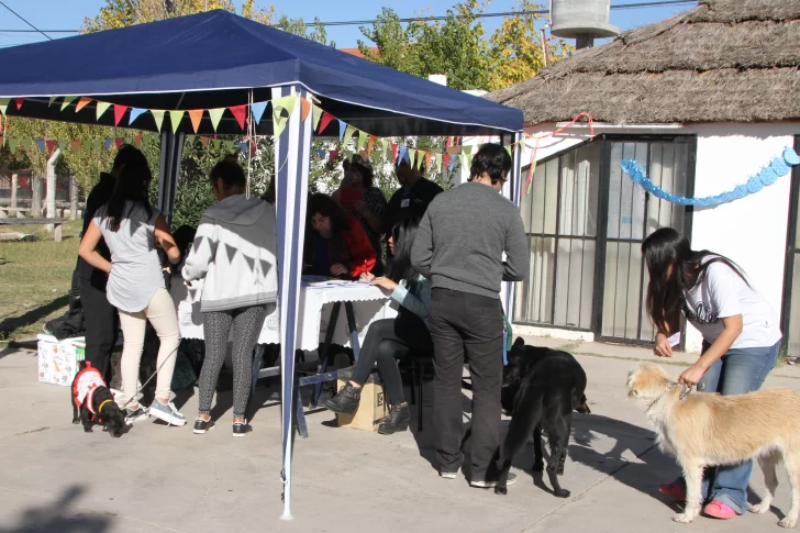 Vacunaron más de un perro por minuto