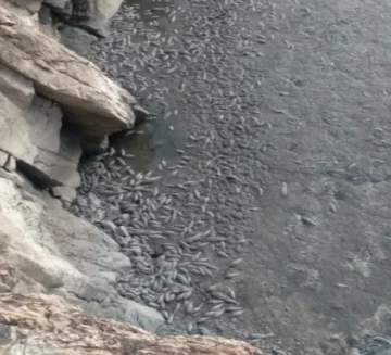 Estudian cómo reparar la fuga de agua del dique donde murieron miles de peces