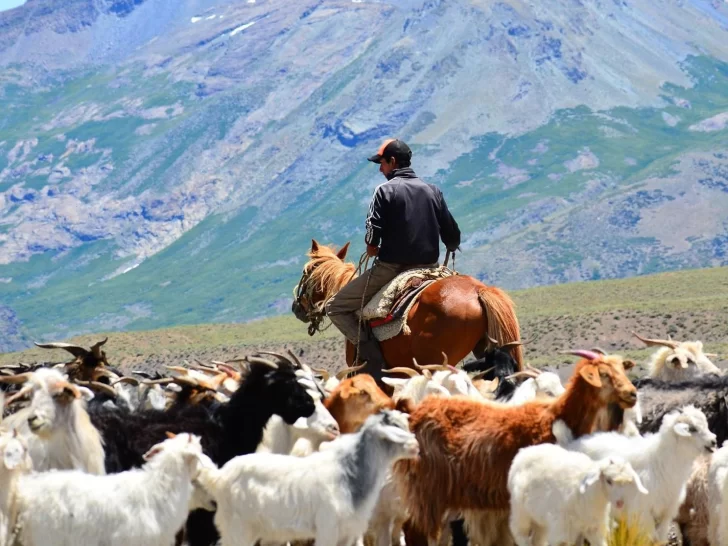 Para cuidar los valles cordilleranos por tercera temporada no habrá veranadas