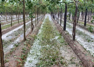 Daños de hasta 70% en viñedos de 4 departamentos causó el granizo