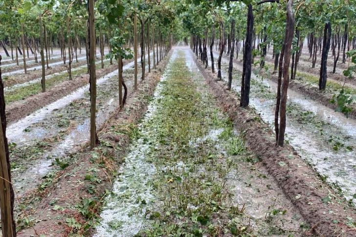 Daños de hasta 70% en viñedos de 4 departamentos causó el granizo